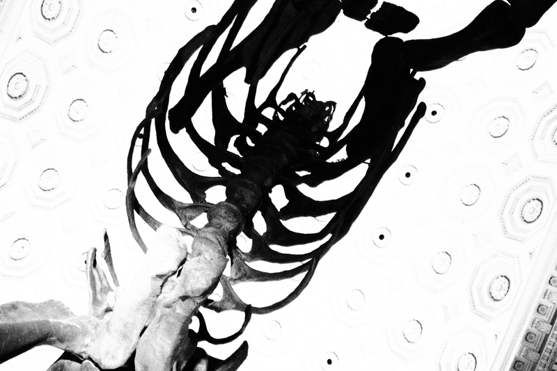 Illustration for article titled A WEDDING : UNDER A WHALE